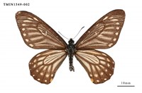 藏品(黃星斑鳳蝶)的圖片